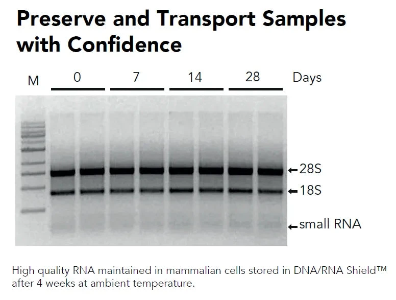 Zymo Research R1200-125 DNA/RNA Shield (2X Concentrate), 125 mL