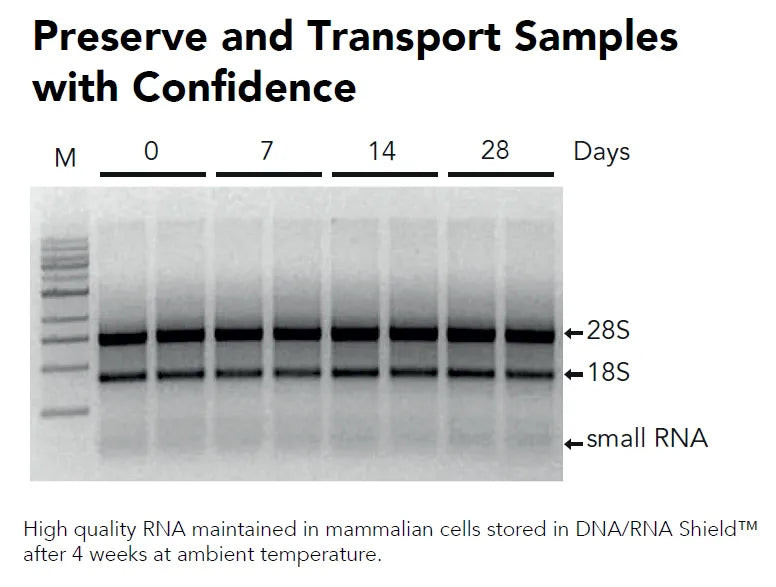 Zymo Research R1200-25 DNA/RNA Shield (2X Concentrate), 25 mL