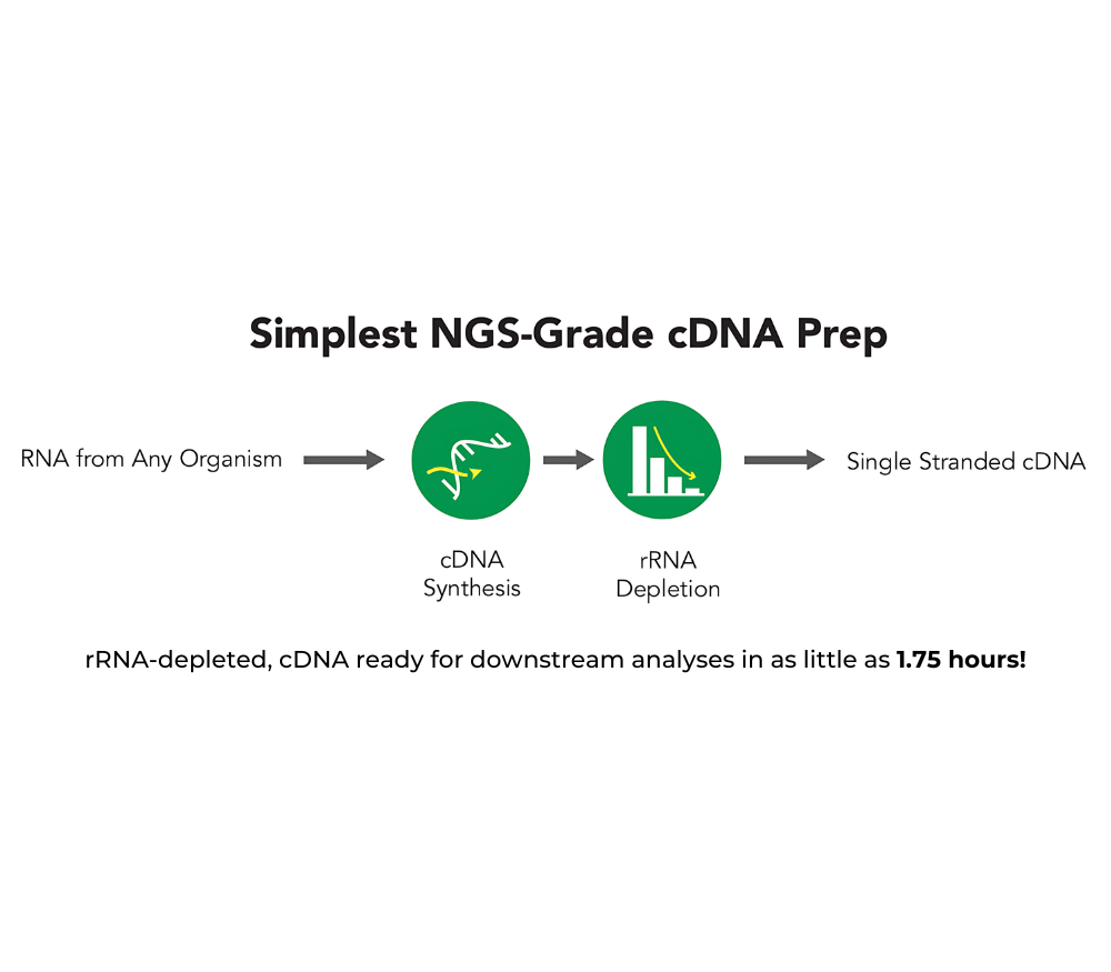 Zymo Research R3001 Zymo-Seq RiboFree Universal cDNA Kit, 12 Preps