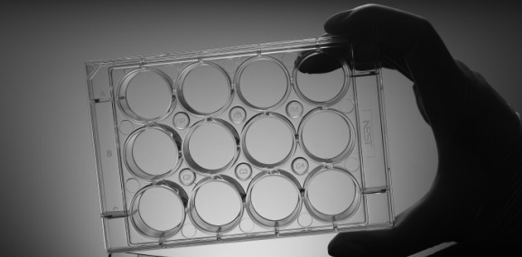 6-Well NEST Cell Culture Plates, Ind. Wrapped, 50/cs