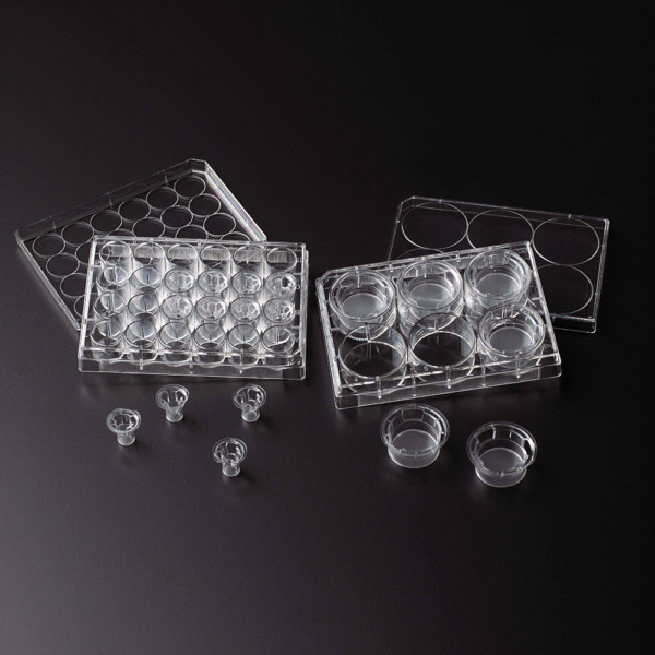 Permeable Cell Culture Inserts, Packed in 6 Well Plate, PC, 3.0µm, Sterile, 12/CS