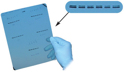 8x10" Ultra Blue X-Ray Film, 100 Sheets/pack