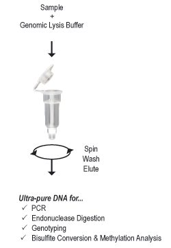 Quick-gDNA™ MiniPrep - Uncapped column, 50 preps