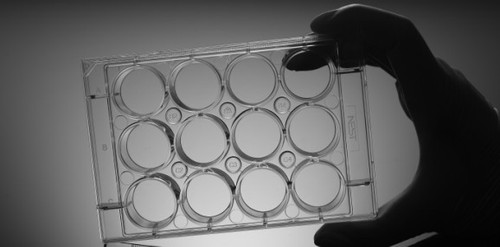 6-Well NEST Cell Culture Plates, Ind. Wrapped, 50/cs