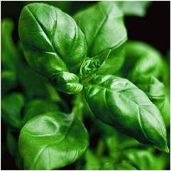 Basil - Lisa's Herbs and Oils