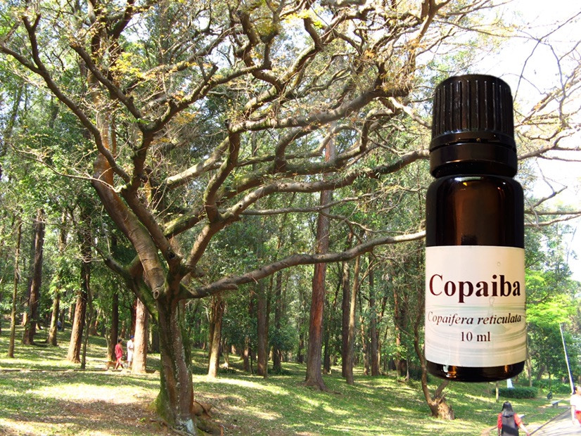 Copaiba - Lisa's Herbs and Oils