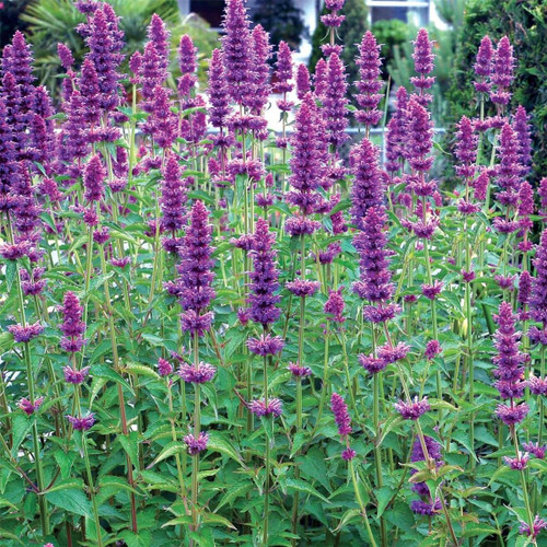 Hyssop