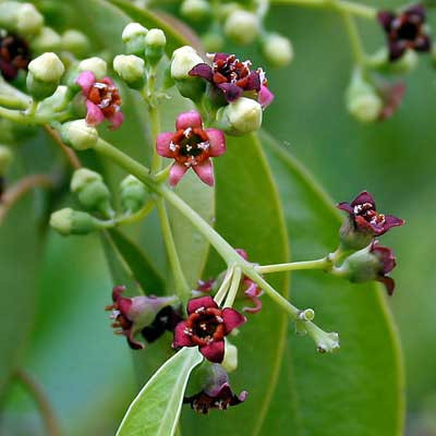 Sandalwood Pure