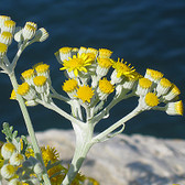 Helichrysum