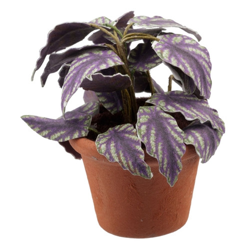 Rex Begonia Plant Kit