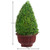 Small Topiary in Planter