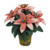 Four-Bloom Pink Poinsettia