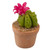 Potted Pink Blossum Cactus