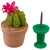 Potted Pink Blossum Cactus