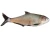 True Bass - 6" Texas Shad Line Thru Swimbait - Fast Sink
