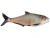 True Bass - FF Minnow
