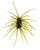 Duckett Ashi Urchin-Style Bait - 33mm x 15mm
