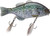 Gantarel Bluegill Hard Swimbait