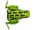 Lunkerhunt Popping Frog