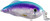 Strike King Saltwater Hybrid Hunter