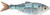 Duckett Fishing BD Shad Swimbaits