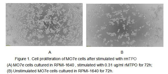 Tpo Signalling Mouse Thrombopoietin, Active Protein, Cat#RPU60681 - Biomatik