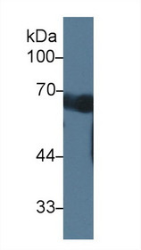 Western Blot; Sample: Mouse Serum; Primary Ab: 1µg/ml Rabbit Anti-Mouse CCDC60 Antibody Second Ab: 0.2µg/mL HRP-Linked Caprine Anti-Rabbit IgG Polyclonal Antibody