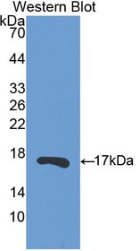 Western Blot; Sample: Recombinant protein.