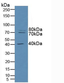 Western Blot; Sample: Human Hela Cells.
