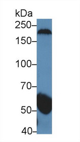 Western Blot; Sample: Human Serum; Primary Ab: 5µg/ml Rabbit Anti-Human gSAP Antibody Second Ab: 0.2µg/mL HRP-Linked Caprine Anti-Rabbit IgG Polyclonal Antibody