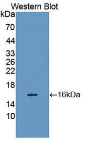 Western Blot; Sample: Recombinant protein.