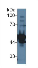 Western Blot; Sample: Rat Testis lysate; Primary Ab: 1µg/ml Rabbit Anti-Rat LYAR Antibody Second Ab: 0.2µg/mL HRP-Linked Caprine Anti-Rabbit IgG Polyclonal Antibody