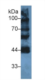 Western Blot; Sample: Mouse Testis lysate; Primary Ab: 2µg/ml Rabbit Anti-Human LYAR Antibody Second Ab: 0.2µg/mL HRP-Linked Caprine Anti-Rabbit IgG Polyclonal Antibody