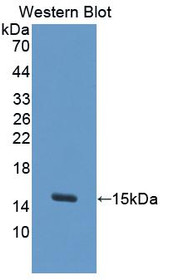 Western Blot; Sample: Recombinant protein.