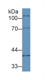 Western Blot; Sample:Mouse Ovary lysate; Primary Ab: 2µg/ml Rabbit Anti-Mouse CUZD1 Antibody Second Ab: 0.2µg/mL HRP-Linked Caprine Anti-Rabbit IgG Polyclonal Antibody