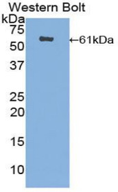 Western Blot; Sample: Recombinant protein.