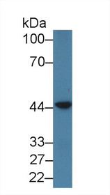 Western Blot; Sample: Human jurkat cell lysate; Primary Ab: 1µg/ml Rabbit Anti-Human PSMD6 Antibody Second Ab: 0.2µg/mL HRP-Linked Caprine Anti-Rabbit IgG Polyclonal Antibody