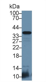 Western Blot; Sample: Mouse Lung lysate; ;Primary Ab: 1µg/ml Rabbit Anti-Mouse CD8b Antibody;Second Ab: 0.2µg/mL HRP-Linked Caprine Anti-Rabbit IgG Polyclonal Antibody;