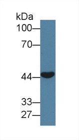 Western Blot; Sample: Porcine Skeletal muscle lysate; Primary Ab: 1µg/ml Rabbit Anti-Human CLEC11A Antibody Second Ab: 0.2µg/mL HRP-Linked Caprine Anti-Rabbit IgG Polyclonal Antibody