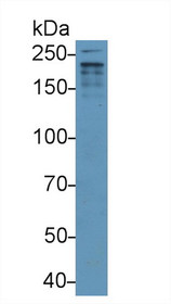 Western Blot; Sample: Mouse Placenta lysate; Primary Ab: 2µg/ml Rabbit Anti-Mouse ADAMTS12 Antibody Second Ab: 0.2µg/mL HRP-Linked Caprine Anti-Rabbit IgG Polyclonal Antibody