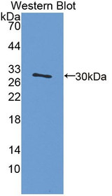 Western Blot; Sample: Recombinant protein.