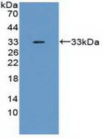 Western Blot; Sample: Recombinant TNFaIP6, Mouse.