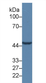 Western Blot; Sample: Mouse Cerebrum lysate; Primary Ab: 1µg/ml Rabbit Anti-Mouse TR1 Antibody Second Ab: 0.2µg/mL HRP-Linked Caprine Anti-Rabbit IgG Polyclonal Antibody