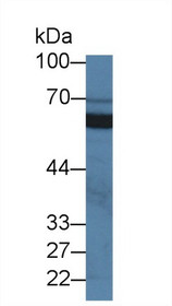 Western Blot; Sample: Porcine Kidney lysate; Primary Ab: 2µg/ml Rabbit Anti-Human SIGIRR Antibody Second Ab: 0.2µg/mL HRP-Linked Caprine Anti-Rabbit IgG Polyclonal Antibody