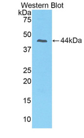 Western Blot; Sample: Recombinant protein.