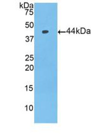 Western Blot; Sample: Recombinant PIP, Mouse.