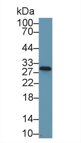 Western Blot; Sample: Mouse Stomach lysate; ;Primary Ab: 1µg/ml Rabbit Anti-Mouse NQO1 Antibody;Second Ab: 0.2µg/mL HRP-Linked Caprine Anti-Rabbit IgG Polyclonal Antibody;