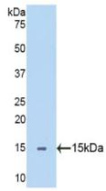 Western Blot; Sample: Recombinant SEMA5B, Human.