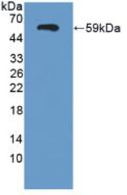 Western Blot; Sample: Recombinant SEMA3E, Human.