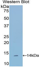 Western Blot; Sample: Recombinant protein.